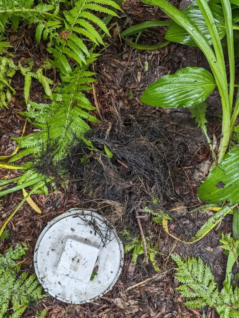 Outdoor sewer cleanout cover in landscaping.