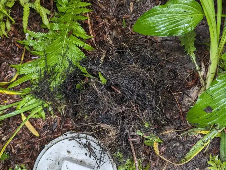 Outdoor sewer cleanout cover in landscaping.