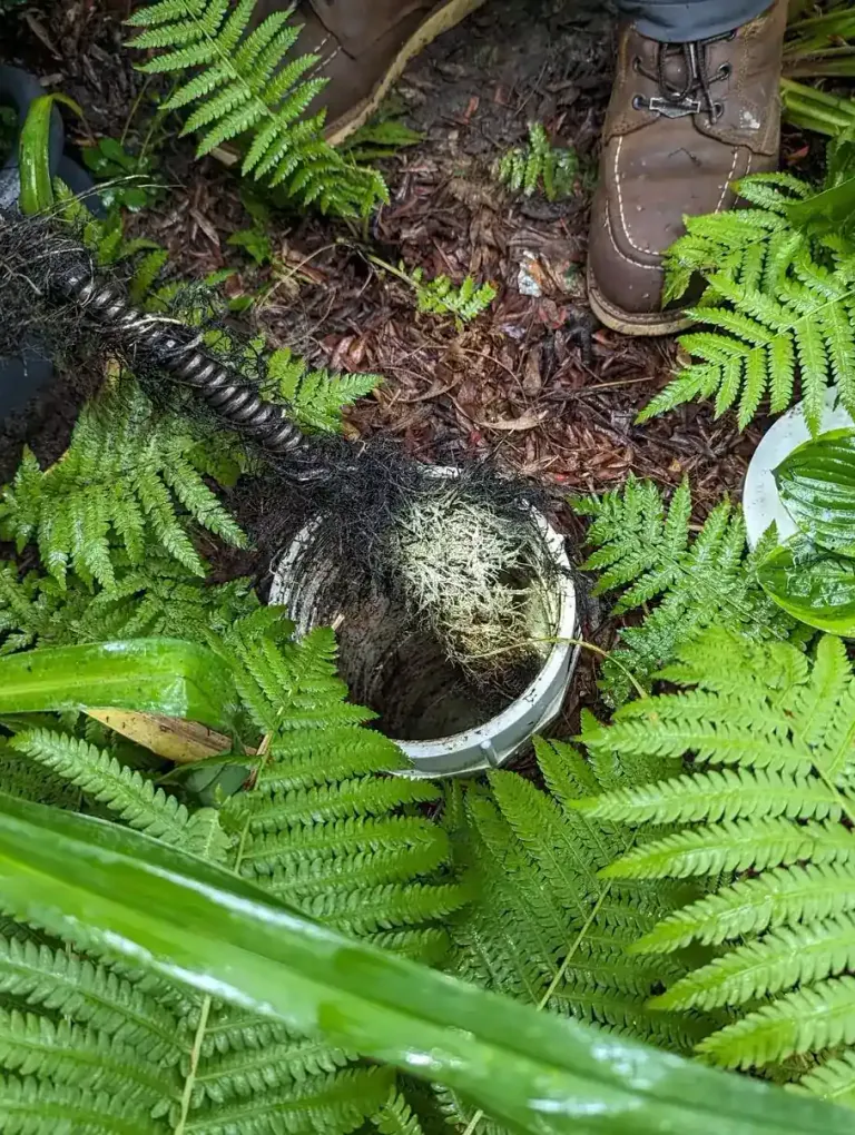 Roots pulled from an outdoor cleanout with a drain machine among ferns.