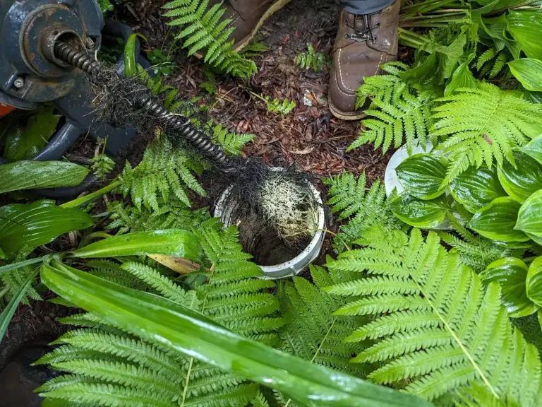 Roots pulled from an outdoor cleanout with a drain machine among ferns.