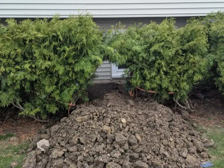 Residential yard trench beside shrubs.